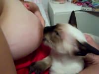 Hairy cat milking on her beastie pet owner